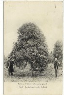 Carte Postale Ancienne Brésil - Etat Du Parana. Arbre Du Matté - Végétaux - Sonstige