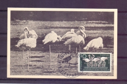 D.D.R. - Tierpark Berlin - 14/12/56  (RM7297) - Flamingo