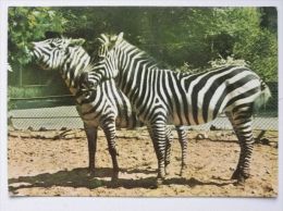 Zebras Poland Postcard / Zoo Lodz  1969 Year - Zebras