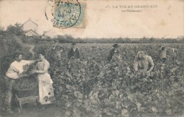 CPA Métier Viticulteur - La Vie Au Grand Air - Les Vendanges - Phototypie Vasselier Nantes - Farmers