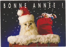 BONNE ANNEE,avec Chat BLANC,cat,chatte,poilu,mo Ustache Grande,déguisement Père Noel,jouets - Año Nuevo