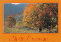 Spectacular Fall Color Charlotte North Carolina - Charlotte