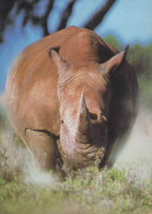 Rhinoceros - A White Rhinoceros, African Wildlife - Rhinocéros