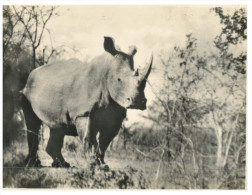(PH 559) Older Postcard - Carte Ancienne - Rhinoceros - Rinoceronte