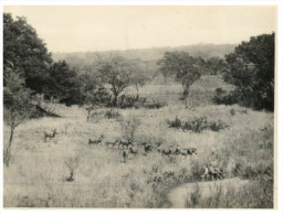 (PH 559) Older Postcard - Carte Ancienne - Zebras In Jungle - Zèbres