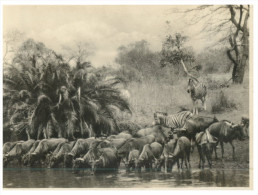 (PH 559) Older Postcard - Carte Ancienne - Zebras & Gnou Near Waterhole - Zebra's