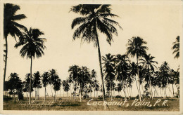 Porto Rico  ? Cocoanut Palm - Carte Photo - Puerto Rico