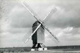 TIELT (West-Vlaanderen) - Molen/moulin - Historische Opname Van De Poelbergmolen Vóór De Restauratie - Tielt