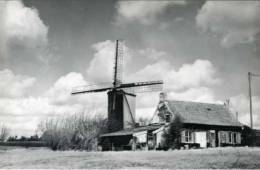 59. STEENVOORDE (Nord) - Moulin/molen/mill - Le ´Drievenmeulen´ Et Maisonnette (1986). Belle Image! - Steenvoorde