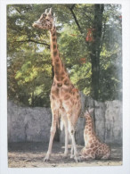 Giraffe Polish Postcard - Giraffes