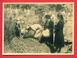 157674 / FUNERAL  Widow Veuvage Witwer  WOMAN IN Grave - REAL PHOTO Bulgaria Bulgarie Bulgarien Bulgarije - Funerales