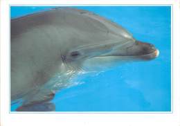 BF38809  Dauphin Dolphin Animal Animaux - Dolphins