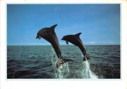 BF38810  Dauphin Dolphin Animal Animaux - Delfines