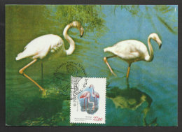 Portugal Oiseau Flammant Rose Carte Maximum 1982 Flamingo Bird Maxicard - Flamencos