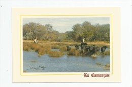 Cp , Taureaux , LA CAMARGUE , Ed : Du Soleil , 30240 MPP 162 , Vierge - Toros