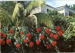 LA GUADELOUPE FLORE ET CONSTRUCTION TROPICALES AU PREMIER PLAN FLORAISON DE POINSETTIA - Basse Terre