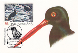 8999- BIRDS, BLACK OYSTERCATCHER, MAXIMUM CARD, 1993, ROMANIA - Palmípedos Marinos