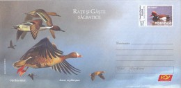 542FM- BIRDS, LESSER WHITE FRONTED GOOSE, COVER STATIONERY, 2007, ROMANIA - Gansos