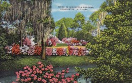Scene In Middleton Gardens Charleston South Carolina - Charleston
