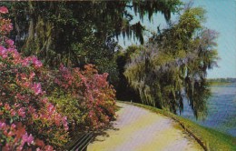 Magnolia Worlds Most Beautiful Garden Charleston South Carolina - Charleston