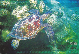 Tortue De Mer, Hawai / Hawaiian Green Sea Turtle / Voyagé Timbre Honolulu - (espèce Aquatique Protégée) - Tortugas