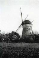 BORNEM (Prov. Antwerpen) - Molen/moulin - De Gewezen Stenen Molen Omstreeks 1925 (afgebroken In 1940) - Bornem