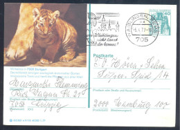 Germany Deutschland 1977 PS Stationery Card: Fauna Tiger Panhera Tigris Zoo Stuttgart; Flora Orchids Slogan Cancellation - Big Cats (cats Of Prey)