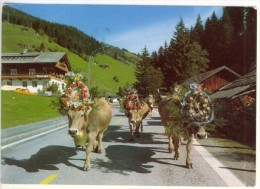 Autriche Gerlos Zillertal  Almabtrieb Bei Gerlos  Vaches Décorées  état Moyen - Gerlos