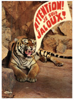 (ORL 25) Roaring Tiger In Zoo - Tigres