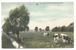 Carte Postale - SAINT GHISLAIN - Dans Les Prairies - CPA  SBP  // - Saint-Ghislain