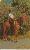 Jamaïque, Policier.cpsm. - Horses