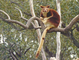 Nouvelle Guinée.Goodfellow's/ornate Tree-Kangaroo - Autres & Non Classés