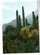 Monaco - Le Jardin Exotique - Editeur: Yvon N° 10990056 - Exotic Garden