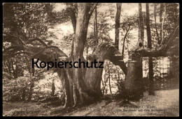 ALTE POSTKARTE ALTE BURGLINDE AUF DEM REINEBERG LÜBBECKE LINDE BAUM TREE ARBRE Tilleul Lime Linde Cpa Postcard AK - Lübbecke