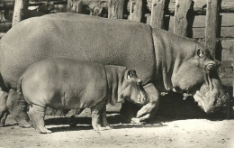 HIPPOPOTAMUS * BABY HIPPO * ANIMAL * ZOO & BOTANICAL GARDEN * BUDAPEST * KAK 0203 612 * Hungary - Flusspferde