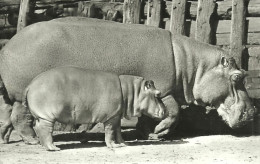 HIPPOPOTAMUS * BABY HIPPO * ANIMAL * ZOO & BOTANICAL GARDEN * BUDAPEST * KAK 0203 643 * Hungary - Nijlpaarden