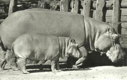 HIPPOPOTAMUS * BABY HIPPO * ANIMAL * ZOO & BOTANICAL GARDEN * BUDAPEST * KAK 0203 643 * Hungary - Hippopotamuses