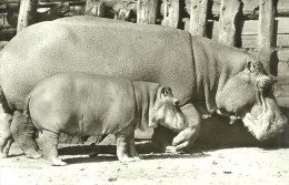 HIPPOPOTAMUS * BABY HIPPO * ANIMAL * ZOO & BOTANICAL GARDEN * BUDAPEST * KAK 0203 652 * Hungary - Ippopotami