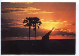 Girafe - Afrique Du Sud : Giraffe At Sunset Zululand - Natal (ed Promco) - Giraffen