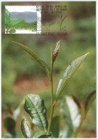 Portugal Maximum - Tea Plant- Planta Do Chá - Stamp Day - Maia (S. Miguel) - Açores 2003 - Medicinal Plants