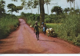 Afrique : Sierra Leone - The Road To Yele (jack Milton Photographe) - Sierra Leona