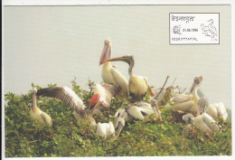 Vedantangal Bird  Sanctuary, Pelicans Nesting,  Dept. Of Post Picture Postcard, Pictorial Cancel Image, Bird - Pelikanen