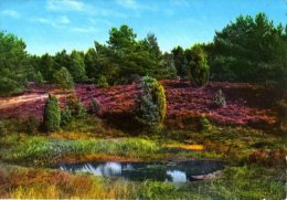 Lüneburger Heide - Am Pastorenweg Im Naturschutzpark - Lüneburger Heide