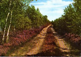 Lüneburger Heide - Einsamer Wanderweg 1 - Lüneburger Heide