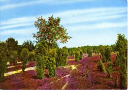 Lüneburger Heide - Erika Wacholder Und Vogelbeeren - Lüneburger Heide