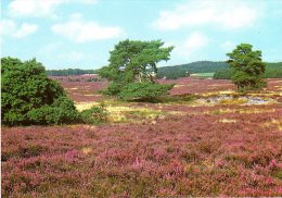 Lüneburger Heide - Heideblüte 2 - Lüneburger Heide