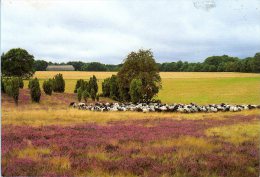 Lüneburger Heide - Heidelandschaft Heidschnucken 2 - Lüneburger Heide