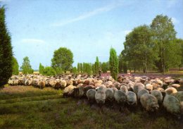 Lüneburger Heide - Heidelandschaft Heidschnuckenherde - Lüneburger Heide