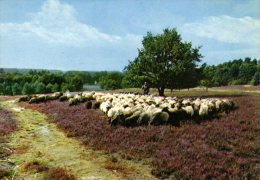 Lüneburger Heide - Heidschnucken 2 - Lüneburger Heide