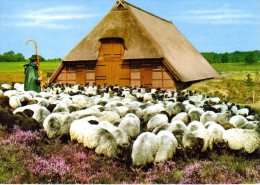 Lüneburger Heide - Heidschnucken Am Schafstall - Lüneburger Heide